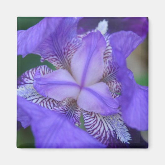Blauwe Paarse Iris ventilator Magneet (Voorkant)
