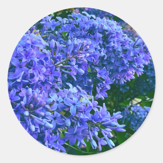 Blauwe paarse lilacs romantische blauwe foto ronde sticker (Voorkant)