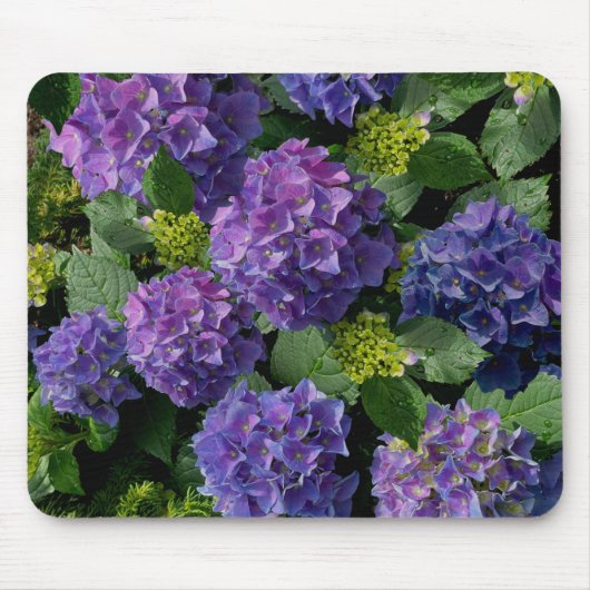 Blauwe paarse magenta Hydrangeas Muismat (Voorkant)