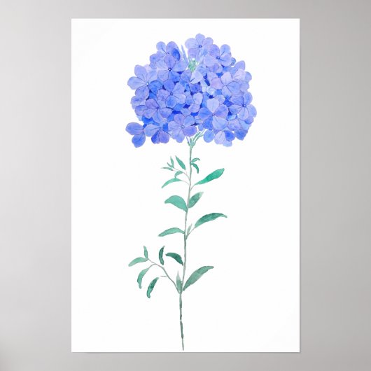 blauwe paarse Plumbago auriculata, kleur van het w Poster (Voorkant)