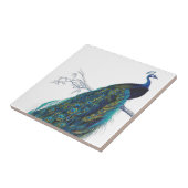 Blauwe pacock met prachtige staartwaren tegeltje (Zijkant)