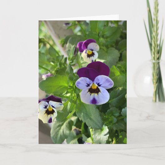 Blauwe Pansies Blank Kaart (Voorkant)