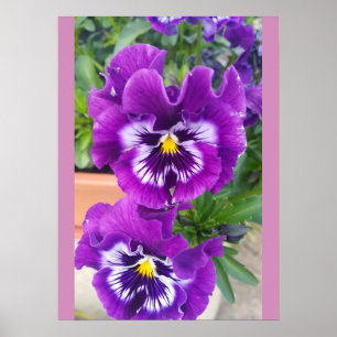 Blauwe Pansy Viooltjes Bloem Bloemisterij Tuin Poster