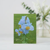 Blauwe papaver (Meconopsis) Briefkaart (Staand voorkant)