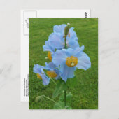 Blauwe papaver (Meconopsis) Briefkaart (Voorkant / Achterkant)