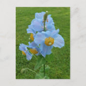 Blauwe papaver (Meconopsis) Briefkaart (Voorkant)