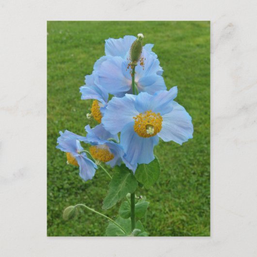 Blauwe papaver (Meconopsis) Briefkaart (Voorkant)