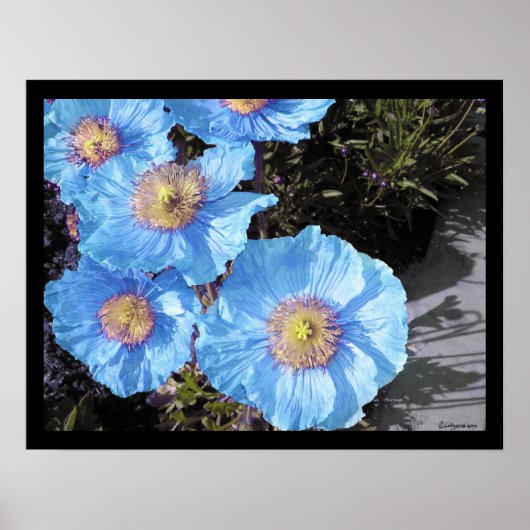 Blauwe papaver Poster Prints (Voorkant)
