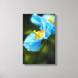 Blauwe papaverbloem Canvas druk