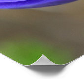 Blauwe papaverbloemen poster (Hoek)