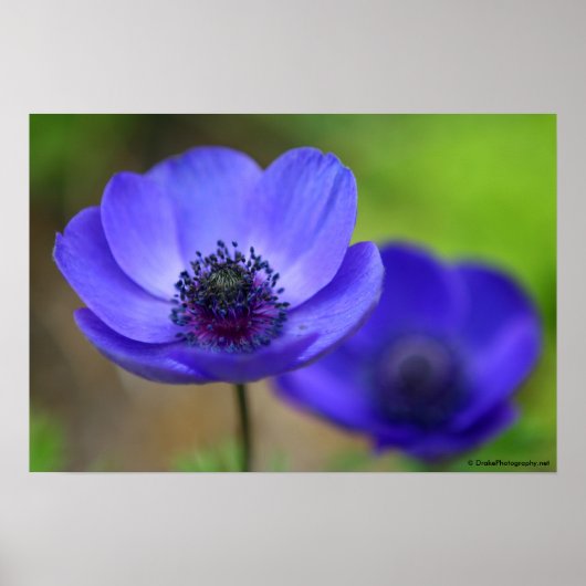 Blauwe papaverbloemen poster (Voorkant)