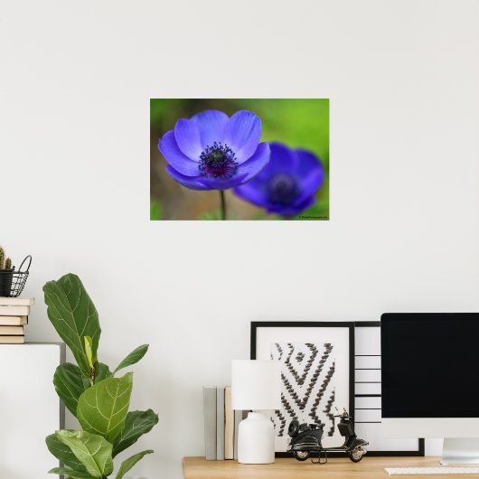Blauwe papaverbloemen poster (Thuiskantoor)