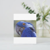 Blauwe papegaai briefkaart (Staand voorkant)