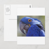 Blauwe papegaai briefkaart (Voorkant / Achterkant)