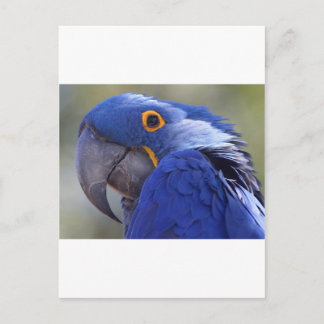 Blauwe papegaai briefkaart