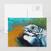Blauwe papegaai briefkaart (Voorkant / Achterkant)