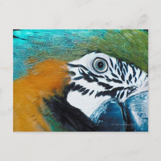 Blauwe papegaai briefkaart (Voorkant)