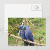 Blauwe papegaai briefkaart (Voorkant / Achterkant)