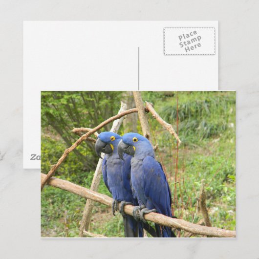Blauwe papegaai briefkaart (Voorkant / Achterkant)