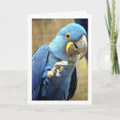Blauwe Papegaai Portret Kaart (Voorkant)
