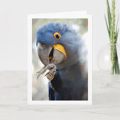 Blauwe Papegaai Portret Kaart (Voorkant)