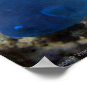 Blauwe papegaai poster (Hoek)