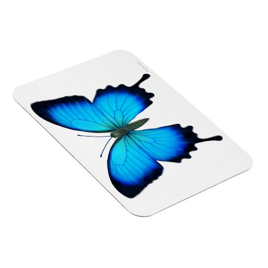 Blauwe Papilio Ulysses vlinder Premium magneet (Rechterzijde)