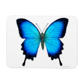Blauwe Papilio Ulysses vlinder Premium magneet (Horizontaal)