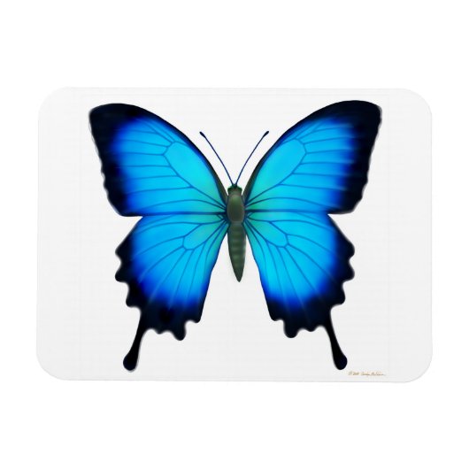 Blauwe Papilio Ulysses vlinder Premium magneet (Horizontaal)
