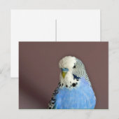  blauwe parkiet foto briefkaart (Voorkant / Achterkant)