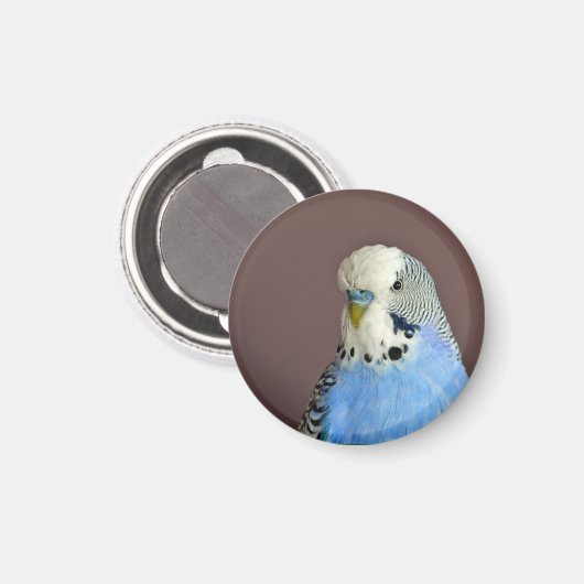  blauwe parkiet foto magneet (Voorkant / Achterkant)