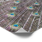 Blauwe Pauw Fantail Veren Fotoposter Poster (Hoek)