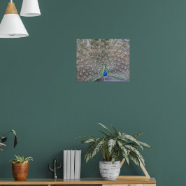 Blauwe Pauw Fantail Veren Fotoposter Poster