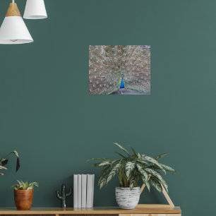 Blauwe Pauw Fantail Veren Fotoposter Poster