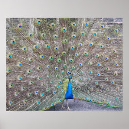 Blauwe Pauw Fantail Veren Fotoposter Poster