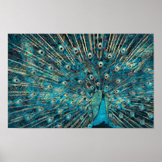 blauwe pauw met losse staart poster