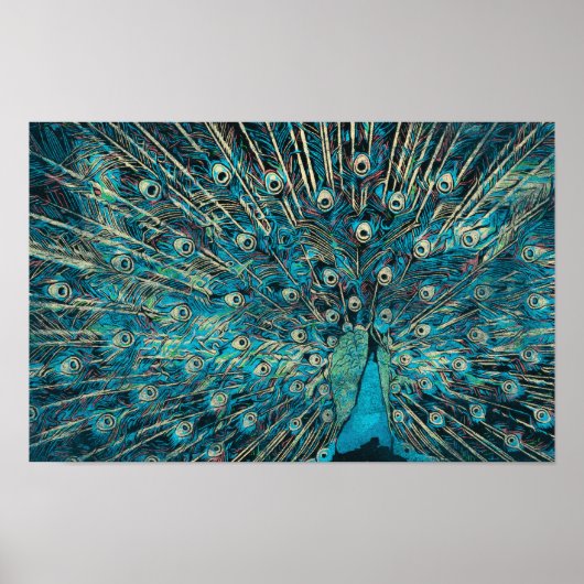 blauwe pauw met losse staart poster (Voorkant)