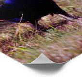 Blauwe pauw poster (Hoek)