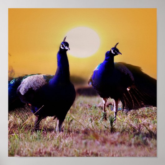 Blauwe pauw poster (Voorkant)