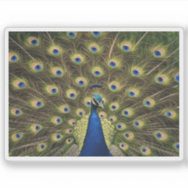 Blauwe Pauw Sticker