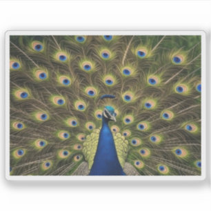 Blauwe Pauw Sticker