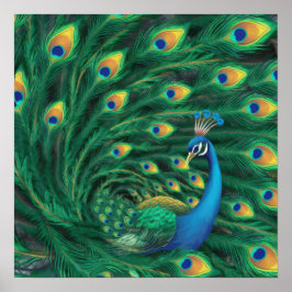 Blauwe Pauw Vogel Poster