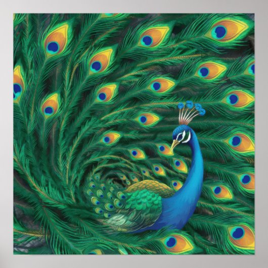 Blauwe Pauw Vogel Poster (Voorkant)
