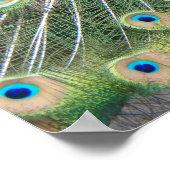 Blauwe Pauwveer Pluimage Fotografisch Poster (Hoek)
