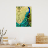 Blauwe peacock in gras poster (Keuken)