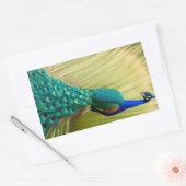 Blauwe peacock in gras rechthoekige sticker (Envelop)