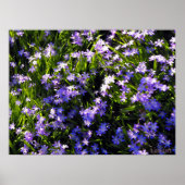 Blauwe pekelbloemen poster (Voorkant)