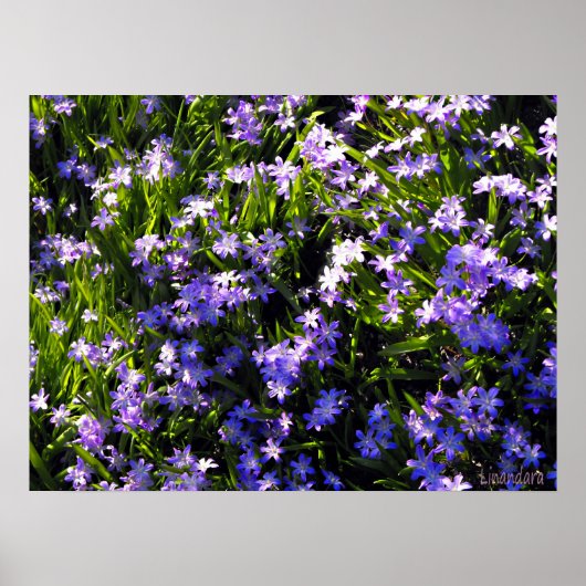 Blauwe pekelbloemen poster (Voorkant)