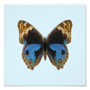 Blauwe Penseelvlinder Foto Afdruk