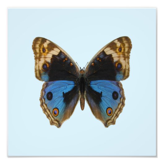 Blauwe Penseelvlinder Foto Afdruk (Voorkant)